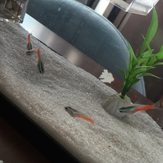 ネオンテトラ5匹里親を募集します