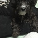 里親募集してます。引き取り後状況のメール等できる方