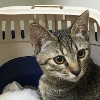 穏やかですが、子猫らしさいっぱいの「あんず」です