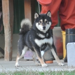 本来の姿を取り戻しつつあるラキ君