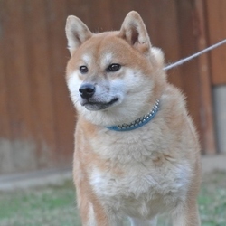 まん丸お顔のブラッド君