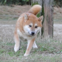 「まん丸お顔のブラッド君」サムネイル2