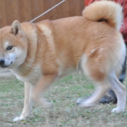 「まん丸お顔のブラッド君」サムネイル3