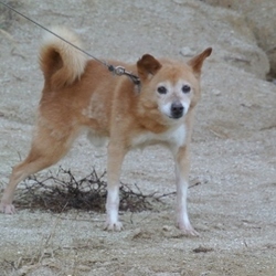 花よりお散歩と団子