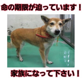 飼育放棄!!明日決まらなければ殺処分です！