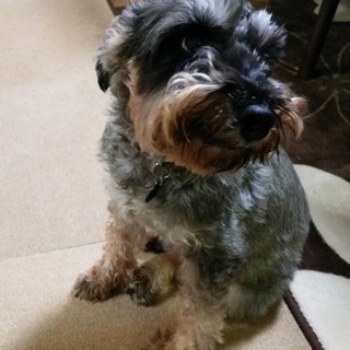 寂しがり屋の甘えっ子シュナウザー♀メグちゃん