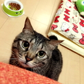 新しい家族になってくれる方募集！