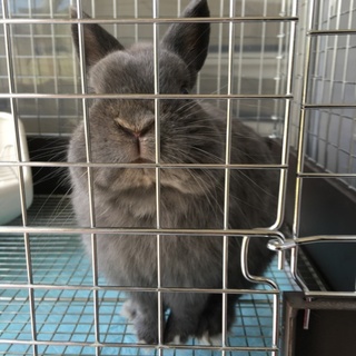 血統書付きネザーランドドワーフ里親募集