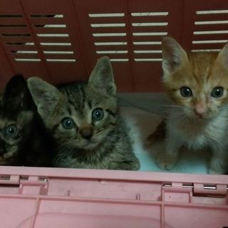 元気な５匹の兄妹猫さんたちの里親様大募集中!!