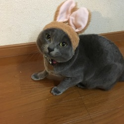 猫なのにうさぎさん