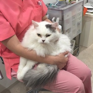 長毛の男の子スノウ君2歳くらい