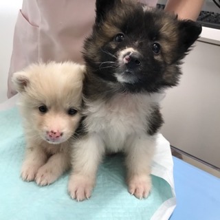 募集多数のため一旦終了 保健所保護犬 里親募集