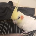 【オカメインコ】ルチノーです。里親募集中
