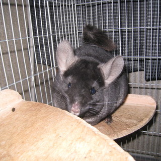 チンチラ　女の子　1歳５か月　ブラックエボニー