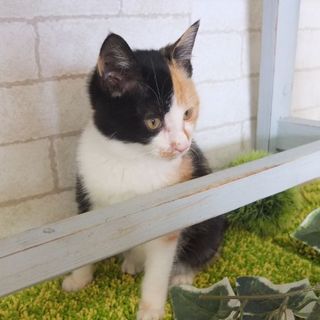 ねっこちゃん♀　推定2ヵ月