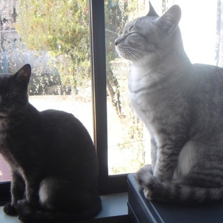 緊急！元気で活発、チャーミングな子猫　3匹