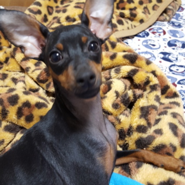 t-さぶくんのカバー写真