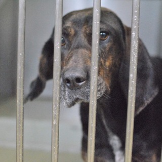 穏かで優しく賢い仔です！姿はカッコいい！