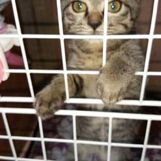 ヤンチャなメス猫です