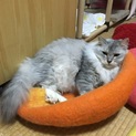 長毛グレーのきれいな母猫です。