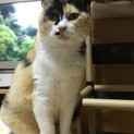 穏やかなミケ猫です