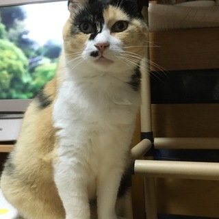 穏やかなミケ猫です