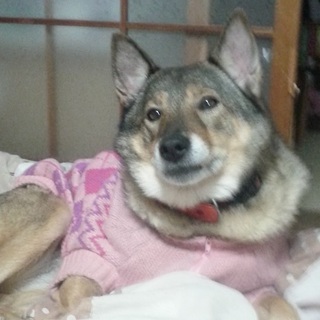 中型以上の大きさの犬の扱いに慣れている方希望