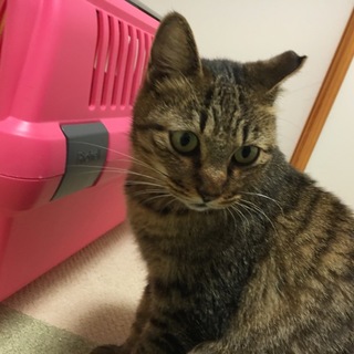 幸運のかぎしっぽ 桜耳猫