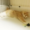 長毛茶白☆ホワイトソックスのフワリ君　５ヶ月位 サムネイル3