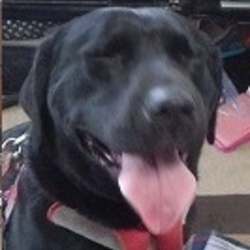 里親希望の方たちに感謝です。