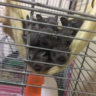 デグーパイド＆ノーマル里親募集！