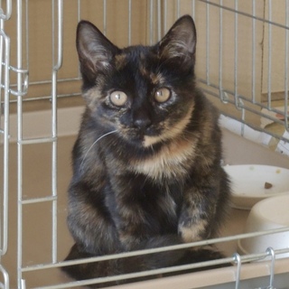 シックなサビ模様の女の子「べっこ」