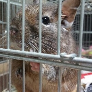 《交渉中》保護デグー　グーちゃん