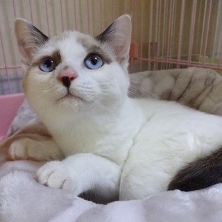 募集停止します　青いお目目のチビちゃん