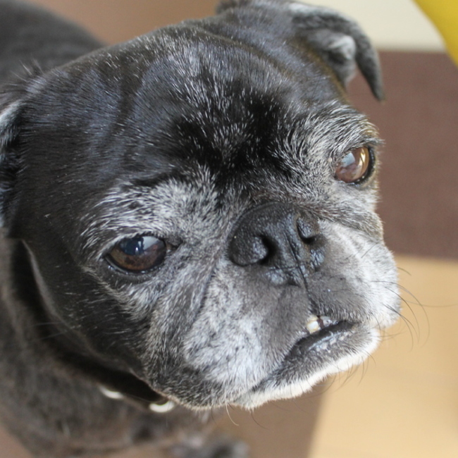 あ～るのカバー写真