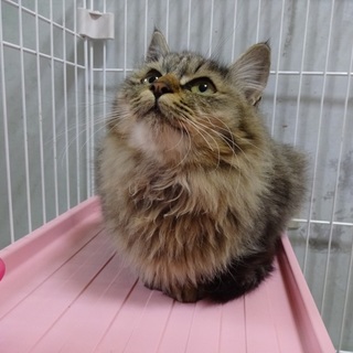 募集停止　フワフワもこもこの甘えんぼ