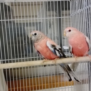 秋草インコペア　ありがとうございました。