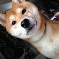 人懐っこい柴犬です！