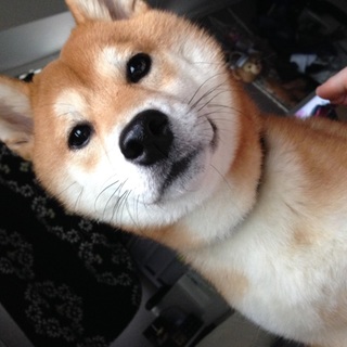 人懐っこい柴犬です！