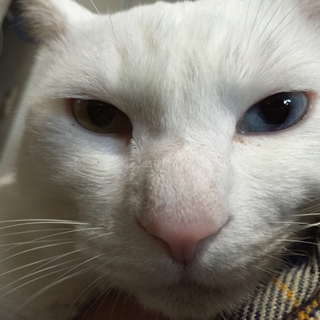 ※一時休止中※8歳の白猫オッドアイ♂です