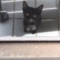 黒猫のあくん！！！