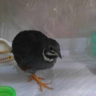 ヒメウズラ２羽里親募集