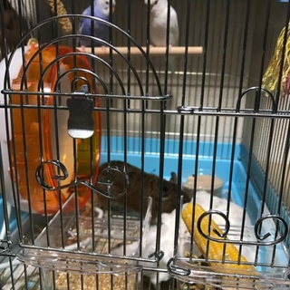 2015年生まれのテグー女の子