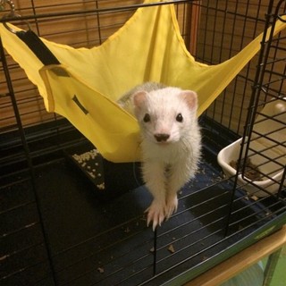 フェレット♀4才、里親募集！