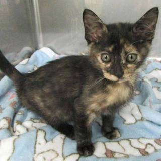 センターで一人ぽっち。大爆音のゴロゴロちゃん！！