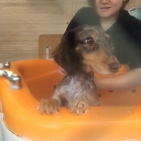 ちゃぶ