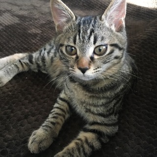 ☆お目目クリクリ☆キジ猫☆まん丸お顔☆