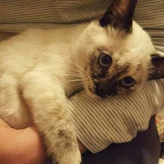 地域猫指定地区へ遺棄  ウリちゃん