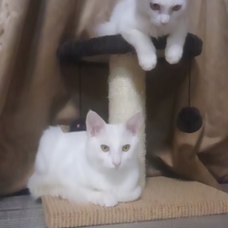 蚤の殺し方ヾ(・ω・;)♪