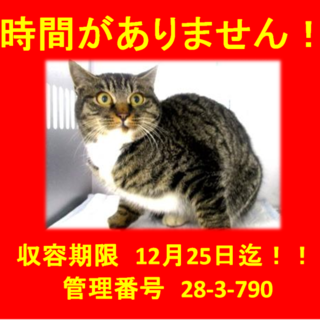 里親決定！！素敵なお家に迎えていただきました！